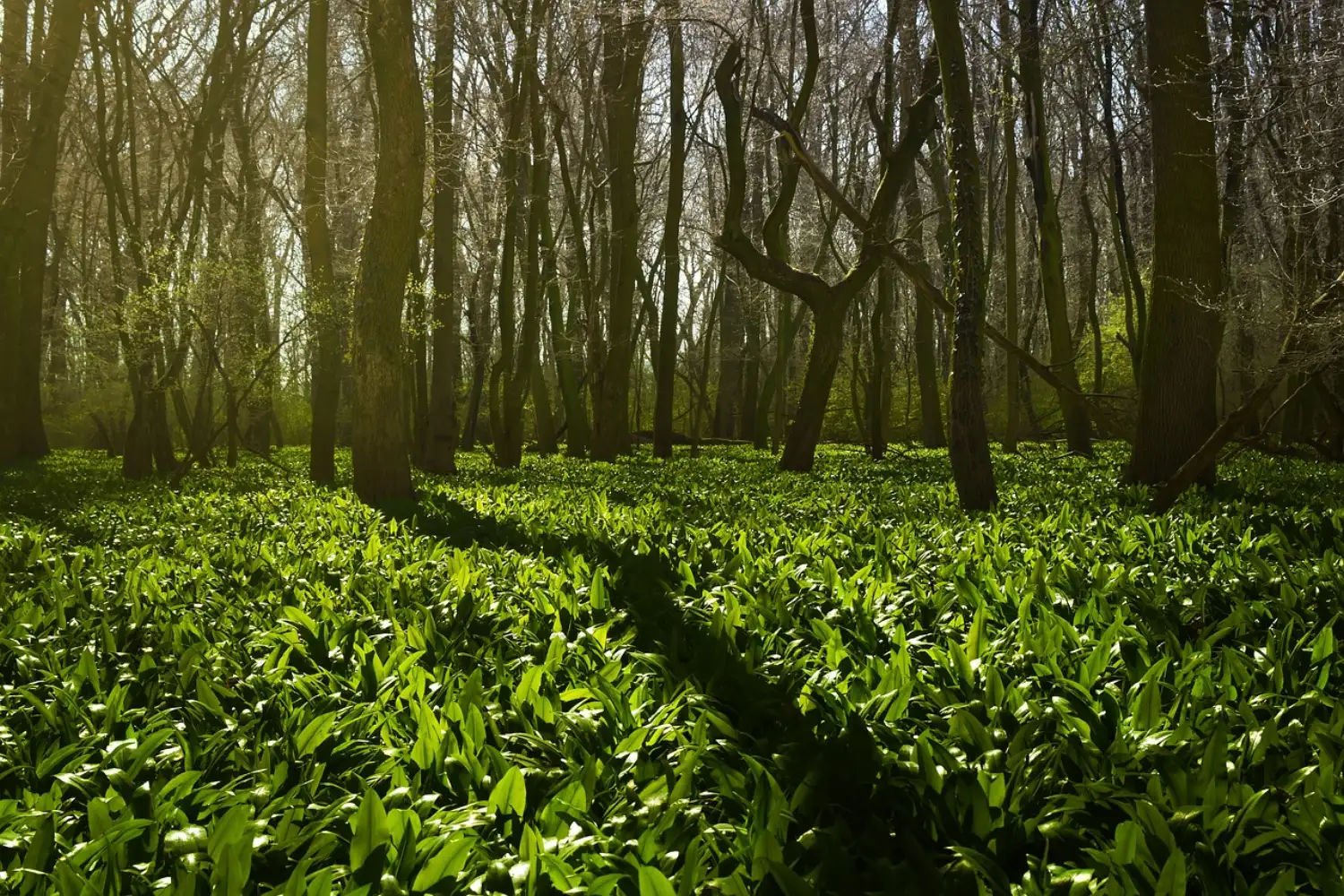 Sunlight through a green forest